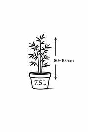 Fargesia rufa - Ansicht 9